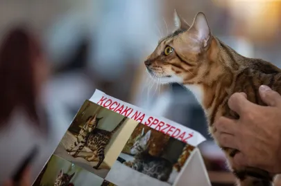 Jubileuszowa Wystawa Kotów Rasowych