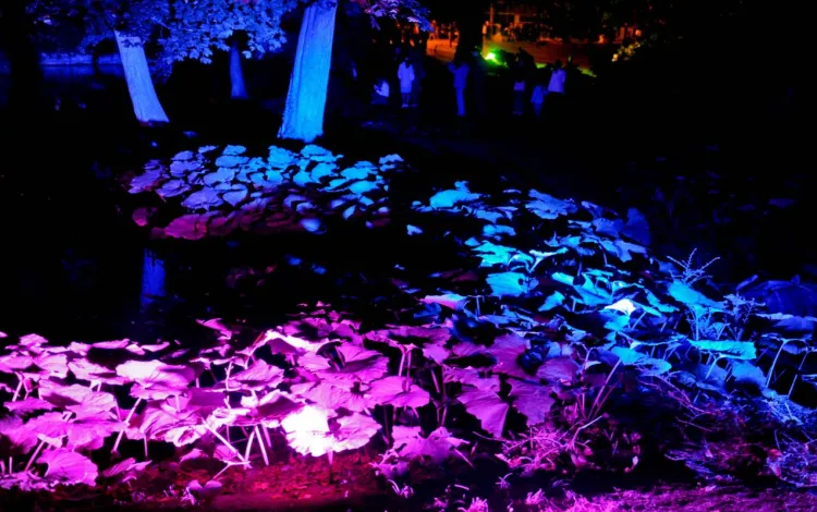 MOZARTIANA 2011 GDAŃSK OLIWA