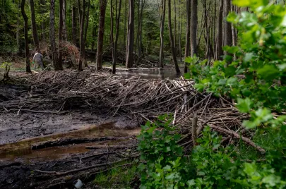Bobry wodne zbudowały tamę żereń na rzece Swelina w rezerwacie Łęg nad Seliną na granicy Gdyni i Sopotu