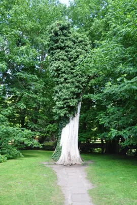 Park Oliwski