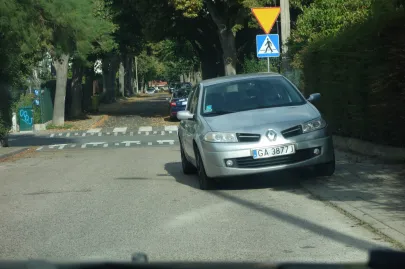 łoś na jezdni