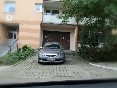Łoś pod blokiem