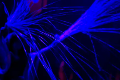 Bjork