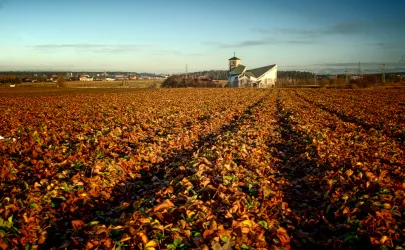 strawberry field