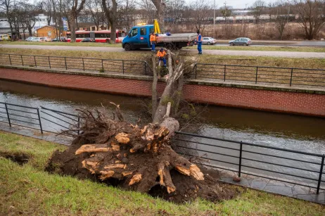 Trwa usuwanie drzewa przewróconego na kanał Raduni