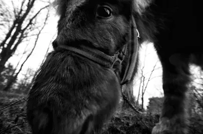 Konik 