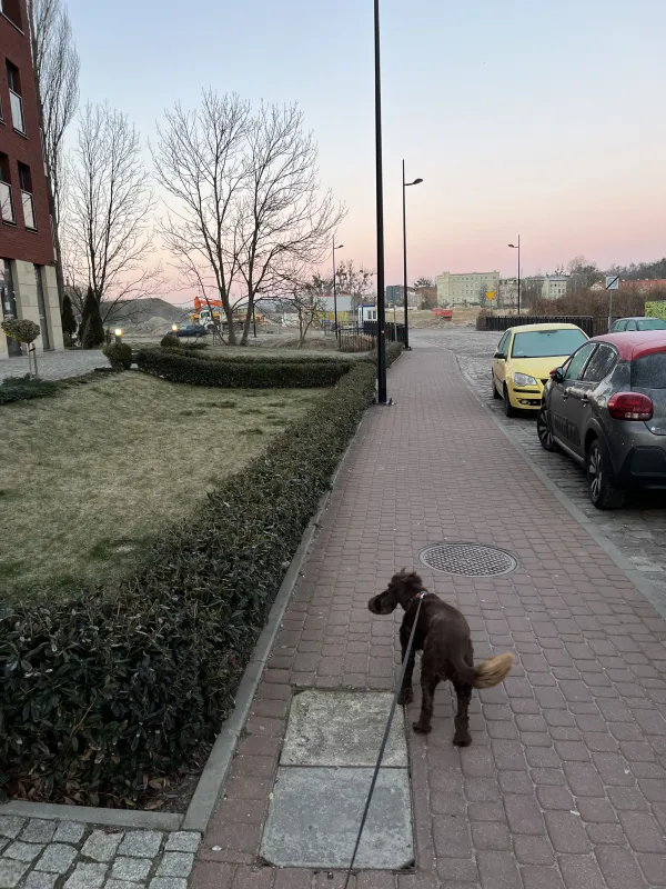 Zaginął pies rasy Cocker Spaniel