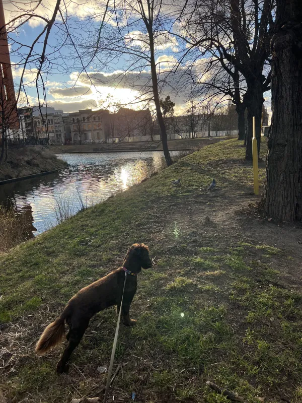 Zaginął pies rasy Cocker Spaniel