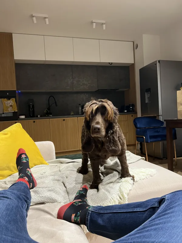 Zaginął pies rasy Cocker Spaniel