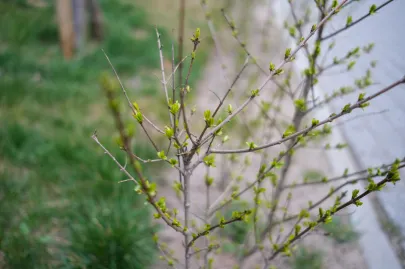 Wiosna pod blokiem