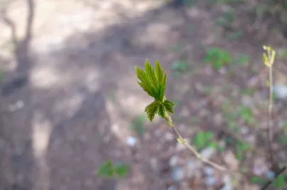Wiosna pod blokiem