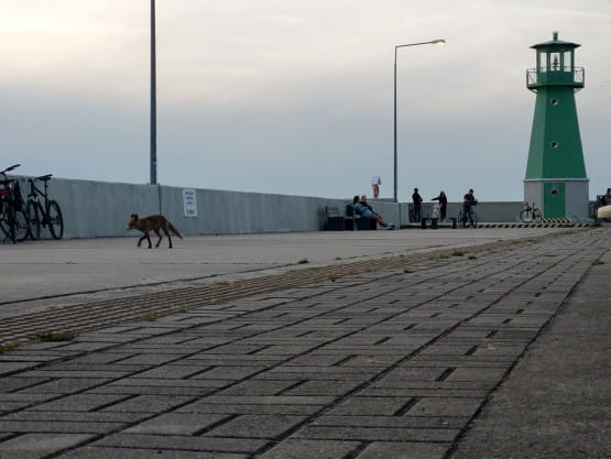 W Gdańsku nad morzem też był lis widziany 