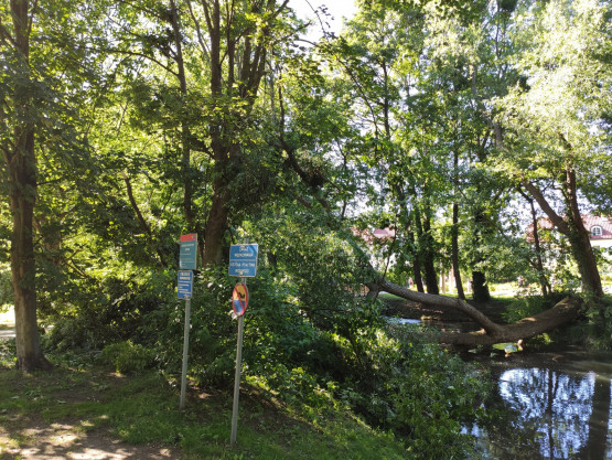 Upadło drzewo w Parku Oliwskim