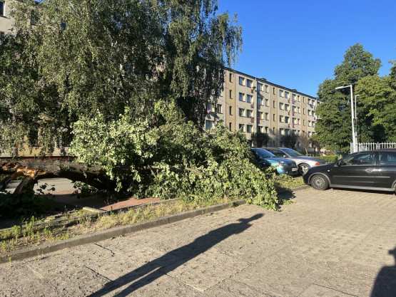 Przewrócone drzewo na parkingu Domu Towarowego Chylonia