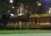 Los