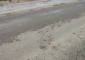 Łoś zastrzelony w centrum gdyni