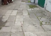 Łoś zastrzelony w centrum gdyni