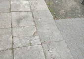 Łoś zastrzelony w centrum gdyni