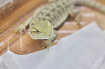 Pomorskie Targi Terrarystyczne Terra Expo