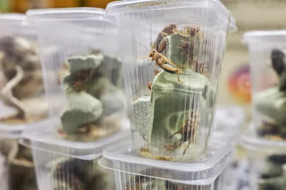 Pomorskie Targi Terrarystyczne Terra Expo