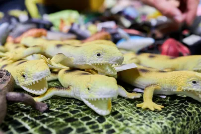 Pomorskie Targi Terrarystyczne Terra Expo