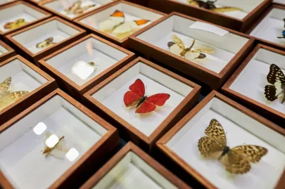 Pomorskie Targi Terrarystyczne Terra Expo