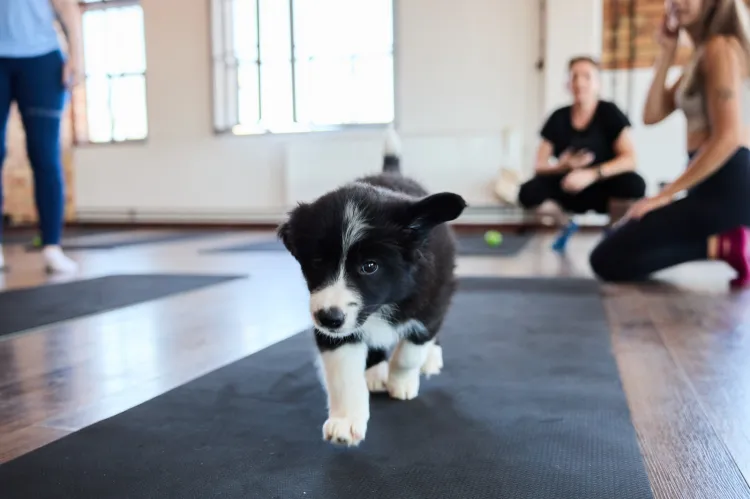 Puppy joga - joga ze szczeniakami. Zwierzęta pozbawiane wody i