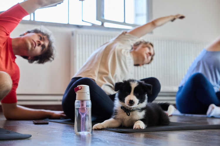 Puppy Yoga: joga ze szczeniakami