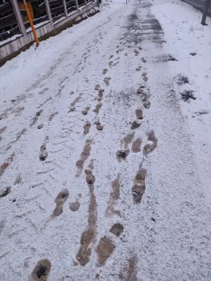 Chodniki na Wiczlinie
