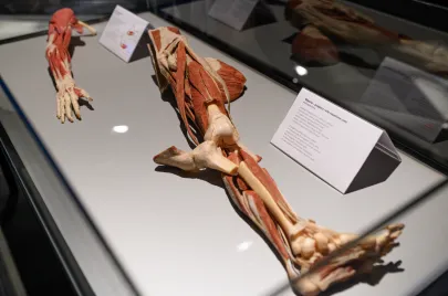 Wystawa Body Words na Amber Expo