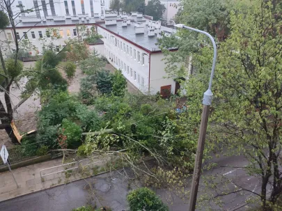 Syrokomli  w Gdyni