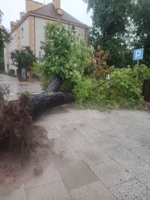Zawalone drzewo przy przystanku Sobótki 