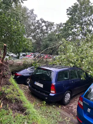 Drzewo leży na samochodach Gdynia Partyz