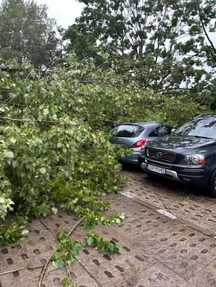 Drzewo leży na samochodach Gdynia Partyz