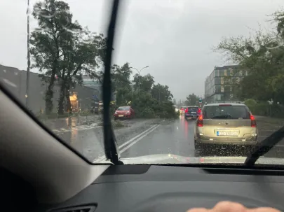 Drzewo powalone Gdynia ul. Łużycka