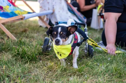 Doggy Day 2024 Ergo Arena