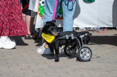 Doggy Day 2024 Ergo Arena