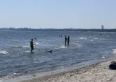 Psy na plażach