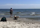 Psy na plażach