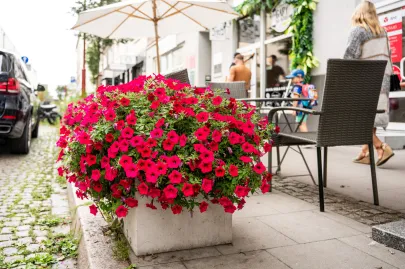 Kwiaty w ogródkach gastronomicznych w Gdyni