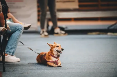 Doggy Day 2025 
