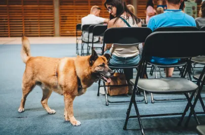 Doggy Day 2025 