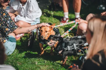 Doggy Day 2025 