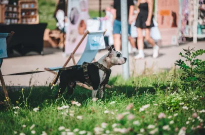 Doggy Day 2025 