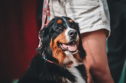 Doggy Day 2025 