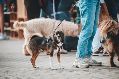 Doggy Day 2025 