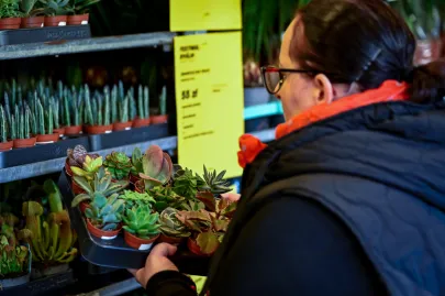 Festiwal Roślin w Trójmieście