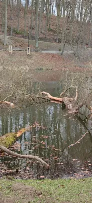 Umierają najokazalsze drzewa Parku Oruńskiego