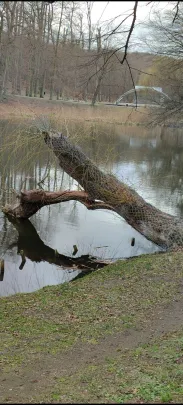 Umierają najokazalsze drzewa Parku Oruńskiego