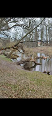 Umierają najokazalsze drzewa Parku Oruńskiego